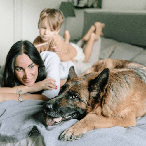 Brownish German Shepherd on a bed with a woman and a kid