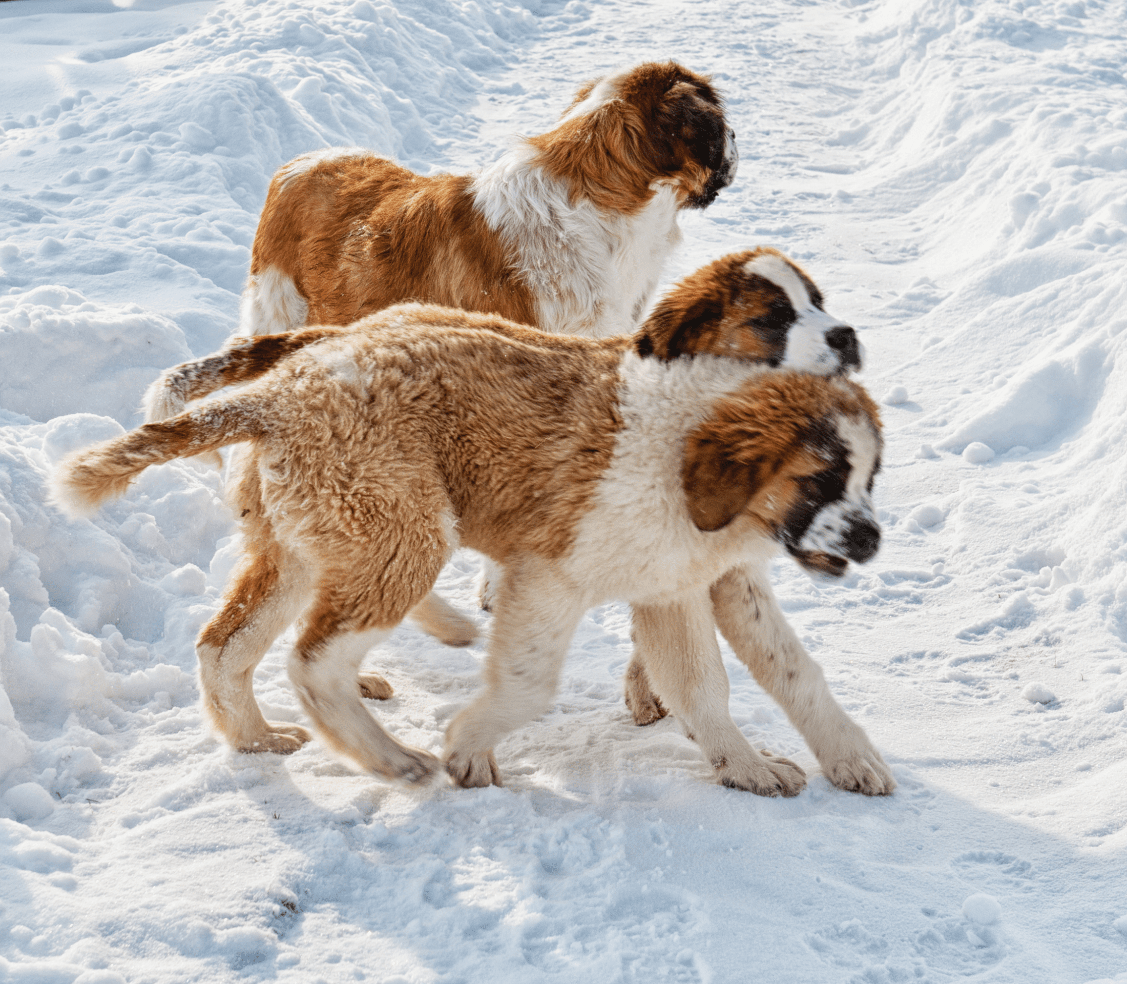 Three puppy St. Bernard dogs walking on snow