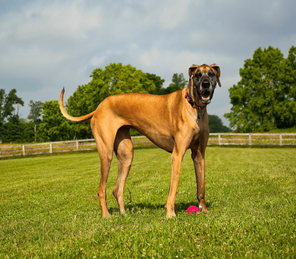 Brown adult great dane on a wide lawn