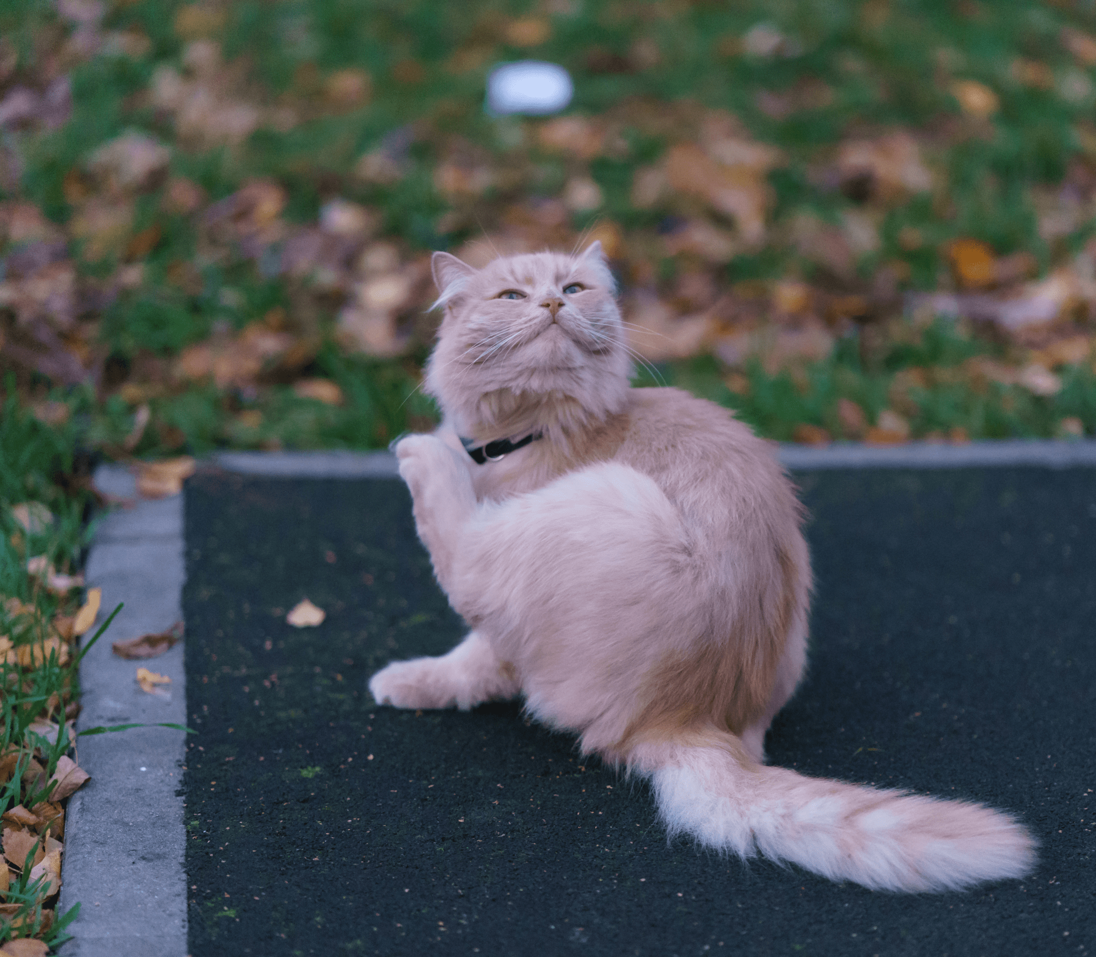 Brownish gray munchkin cat itching its back