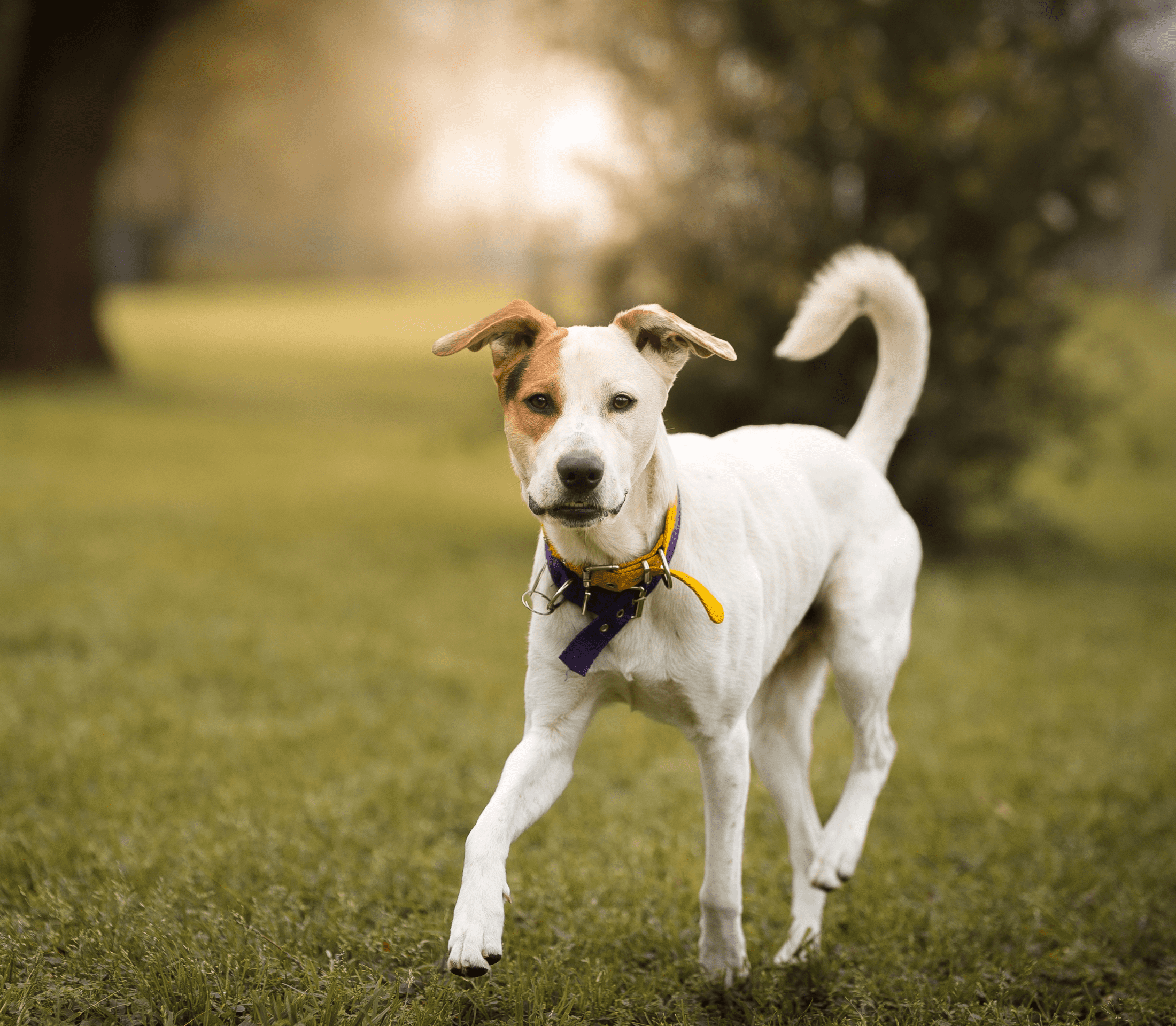 White mutt dog with brown right cheek and ears