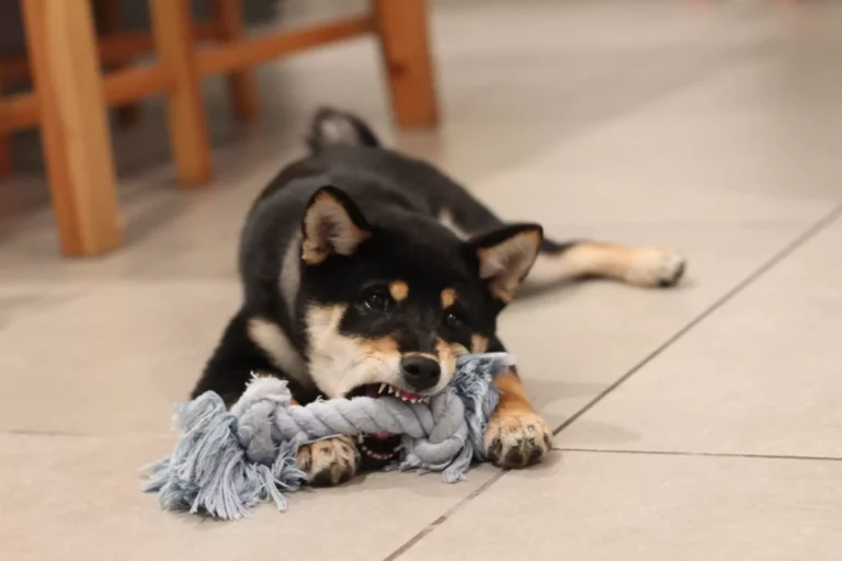 dog with black and brown fur chewing on toy and lying on the floor
