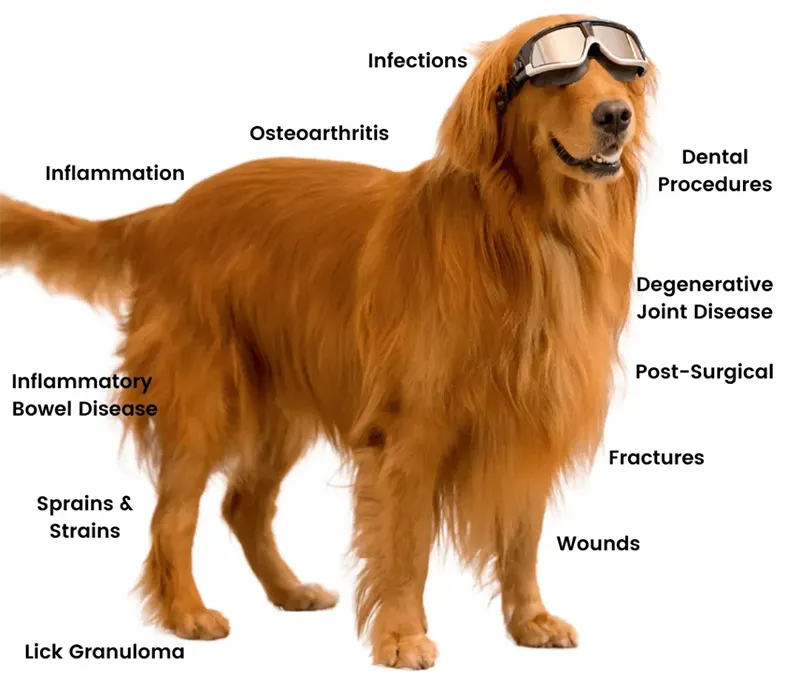 Golden Retriever wearing laser therapy googles, with the names of laser therapy services.