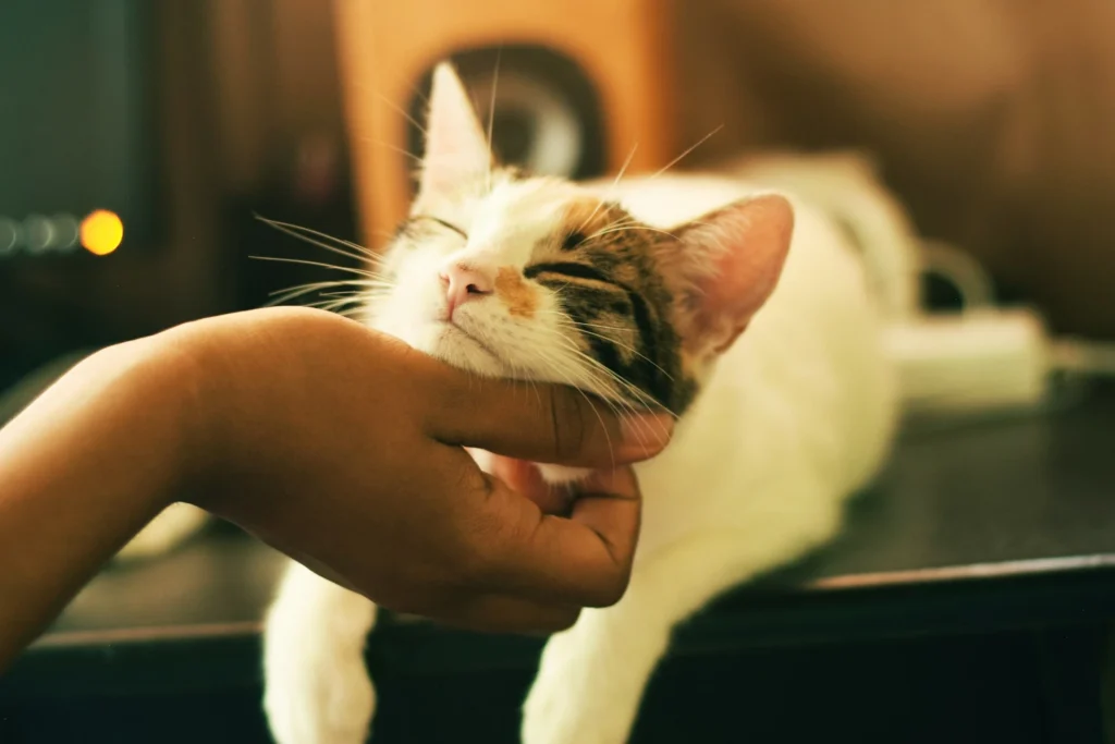 calico cat getting chin scratches