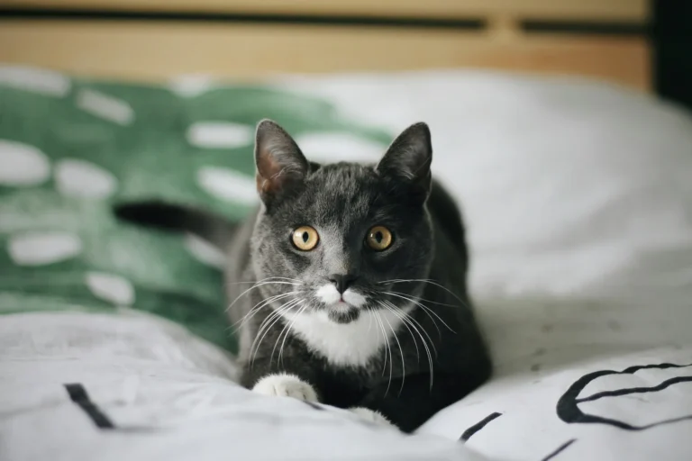 Tips for Stress-Free Vet Visits With Pets