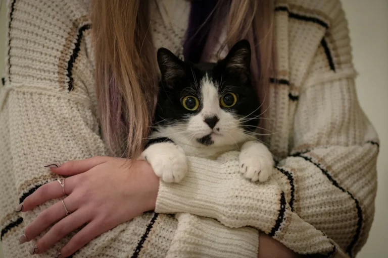 A tuxedo cat being cradled in the arms of a person.