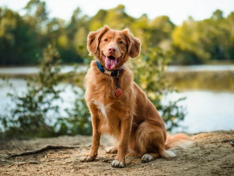 A Nova Scotia Duck Tolling Retriever sits on a dirt bank with its tongue out.