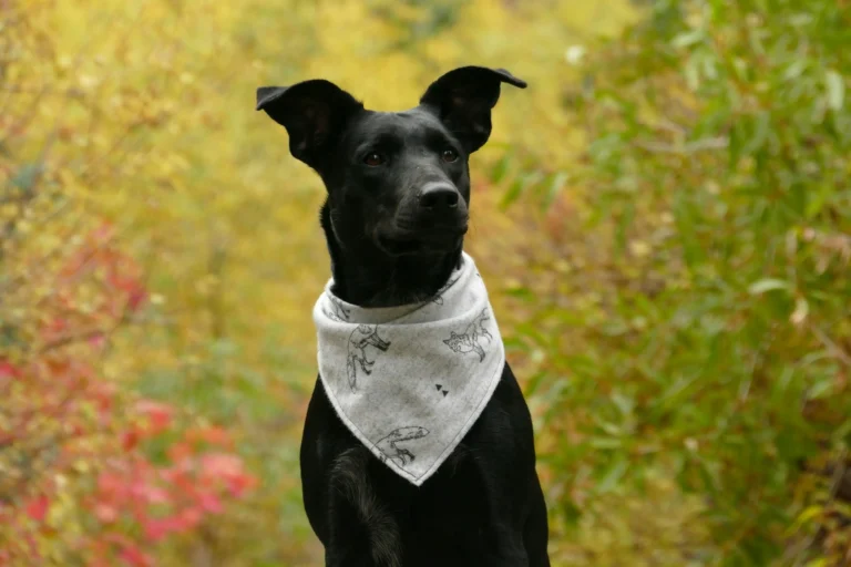 A black short-haired dog set against a background of autumn foliage.