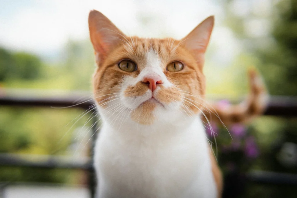 A an orange cat set against a bright, out-of-focus outdoor background.