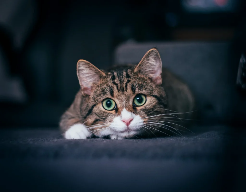 A tabby cat crouching low against a dark background.