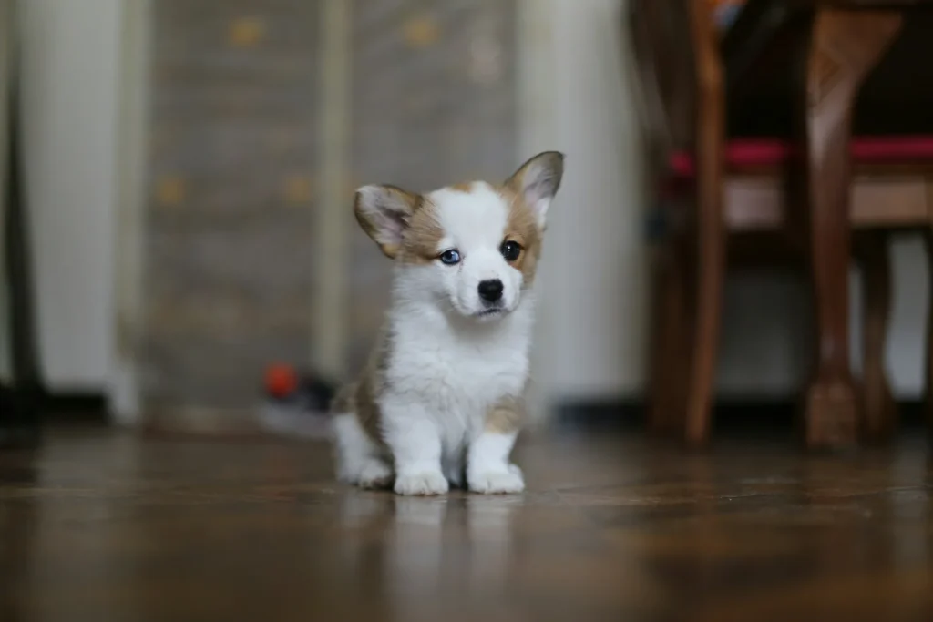 A full shot of a tiny, fluffy Corgi puppy with heterochromia sitting on a dark wooden floor, looking forward with one blue eye and one brown eye against a softly blurred indoor background.