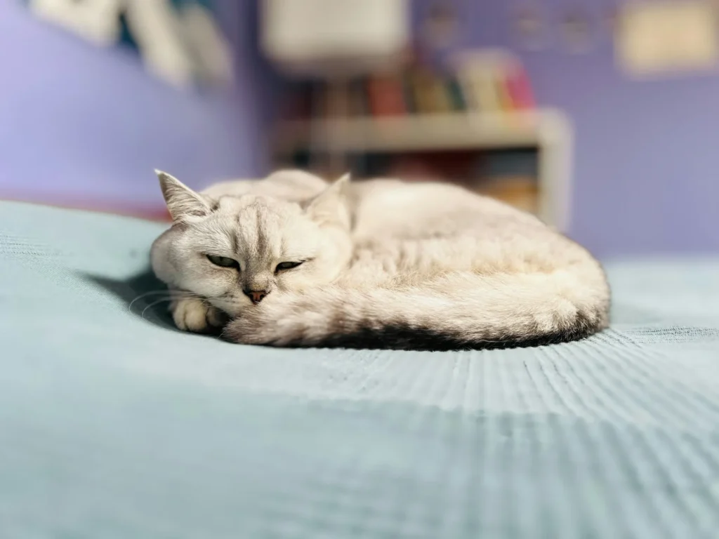 A silver tabby cat curled up on a textured blue blanket.