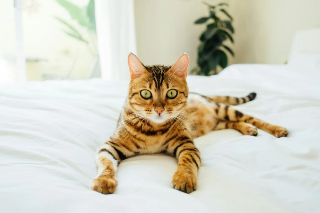 A Bengal cat lying down on a white bed in a bright, sunlit room.
