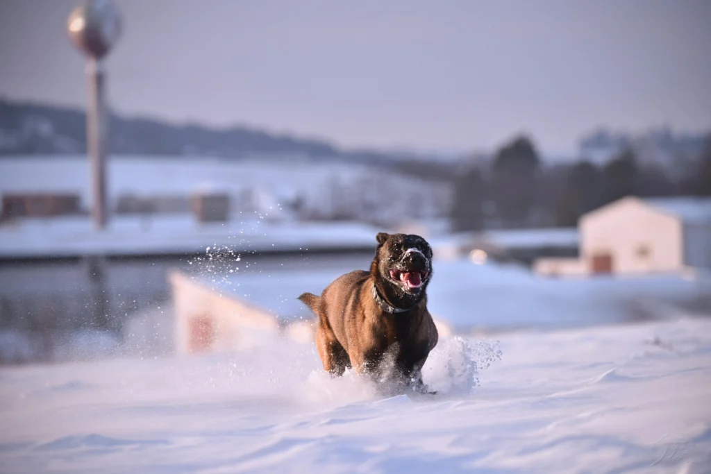 A brown dog sprints through snow set against a background of a snow-covered town.