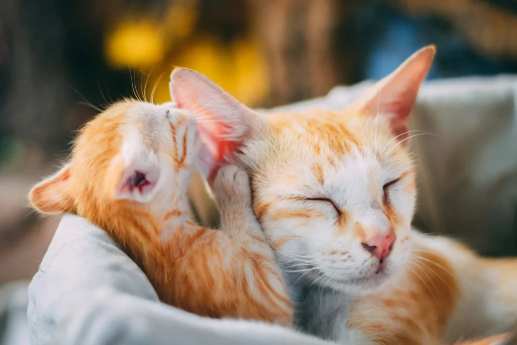 A ginger kitten playfully grooming the ear of an adult orange cat.