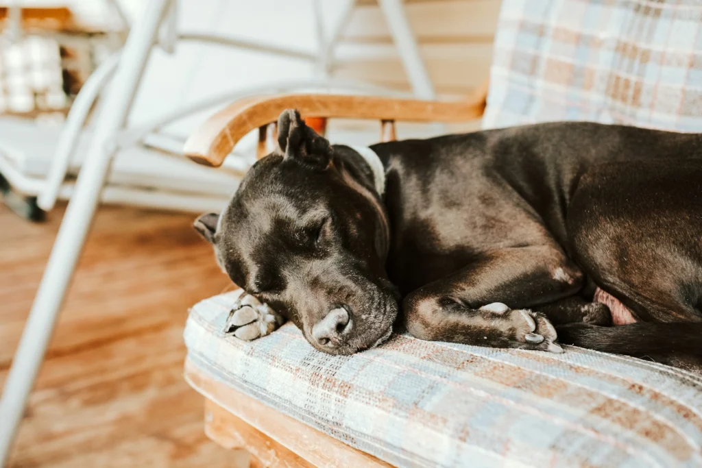 A black dog sleeping curled up on a plaid cushion of a wooden porch chair.