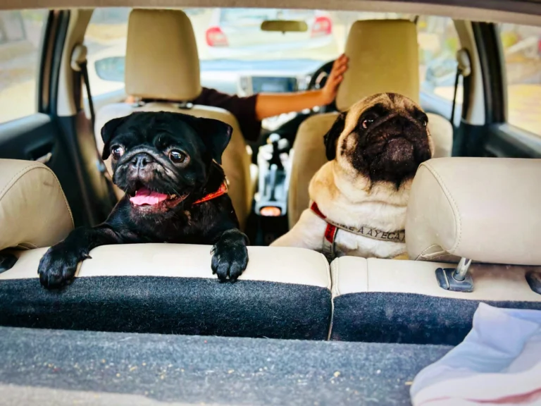 Two pugs look out from the back seat of a car.